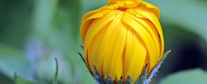 marigold-1503876_1920 Myriams-Fotos | Pixabay